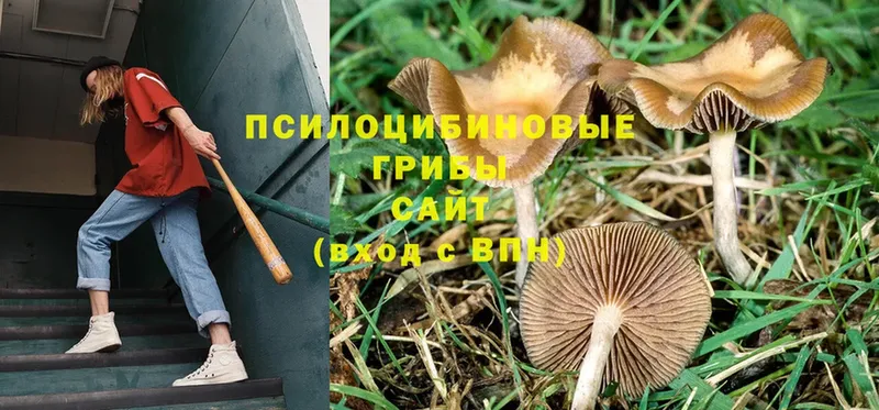 Псилоцибиновые грибы Cubensis  наркота  Яровое 